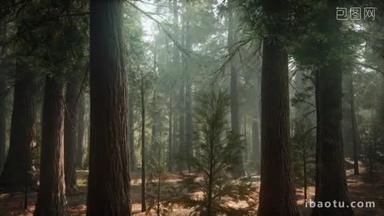 Sequoias日出，General Grant Grove，Sequoia国家公园